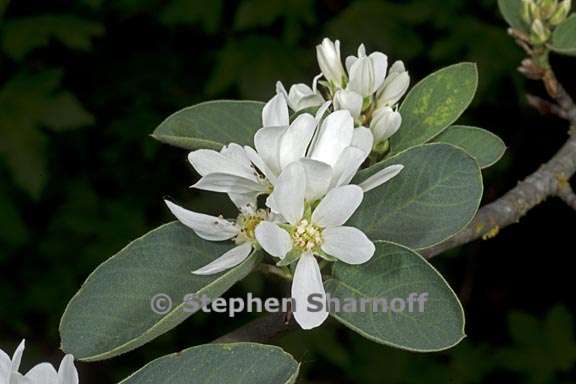 amelanchier alnifolia var semiintegrifolia 4 graphic